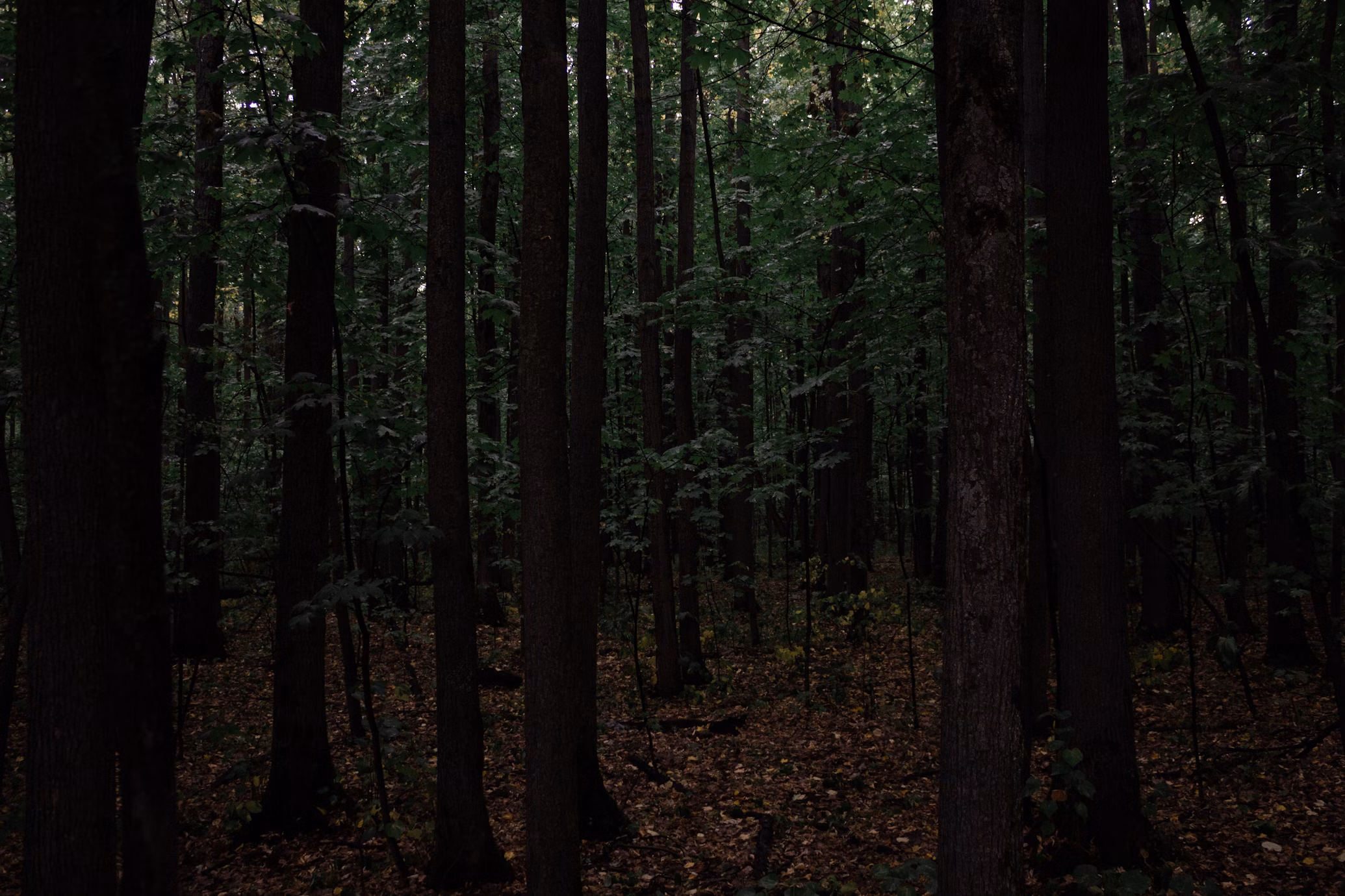 Foresta oscura
